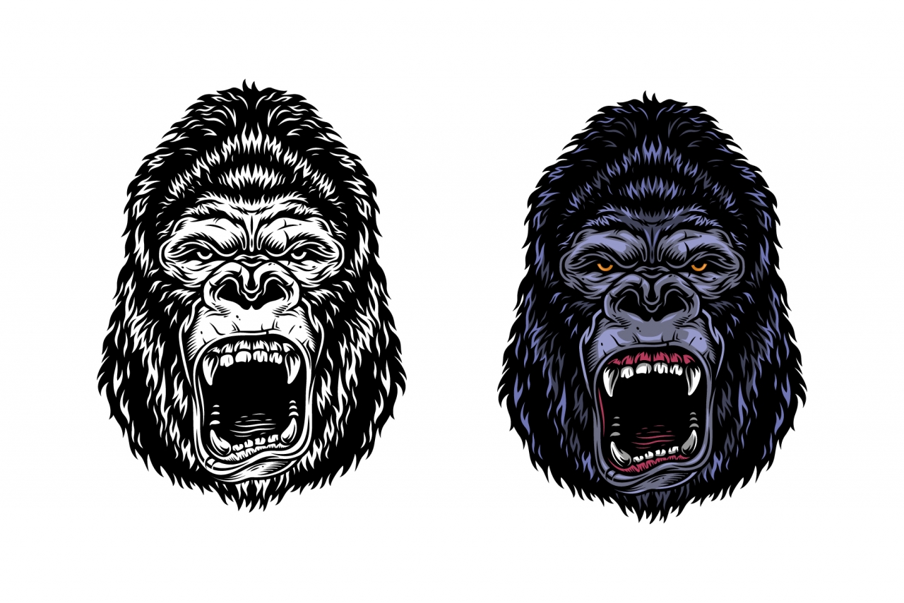 Vintage aggressive gorilla heads in color and monochrome versions on white background