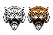 Vintage angry tiger head design in color and monochrome versions on white background